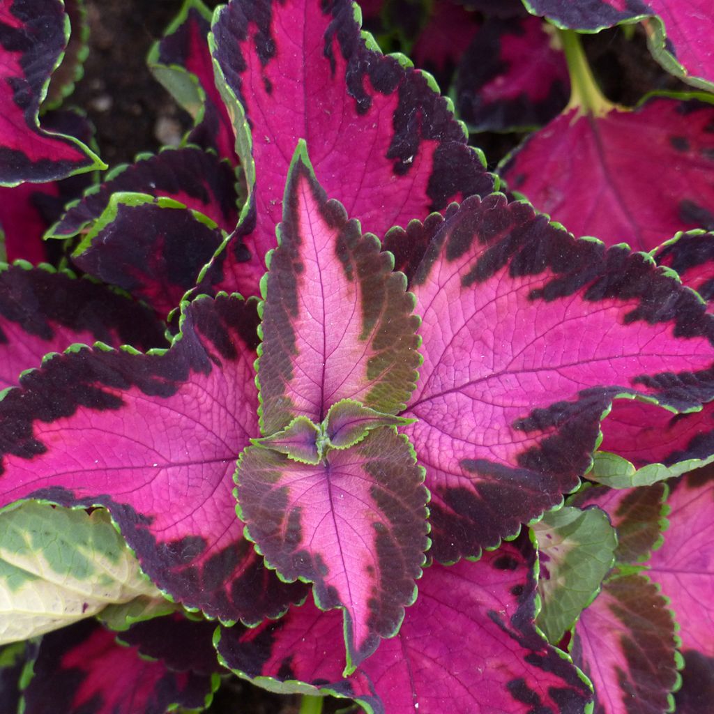 Coleus Mezmerize Chocolate Rose (zaad) - Siernetel