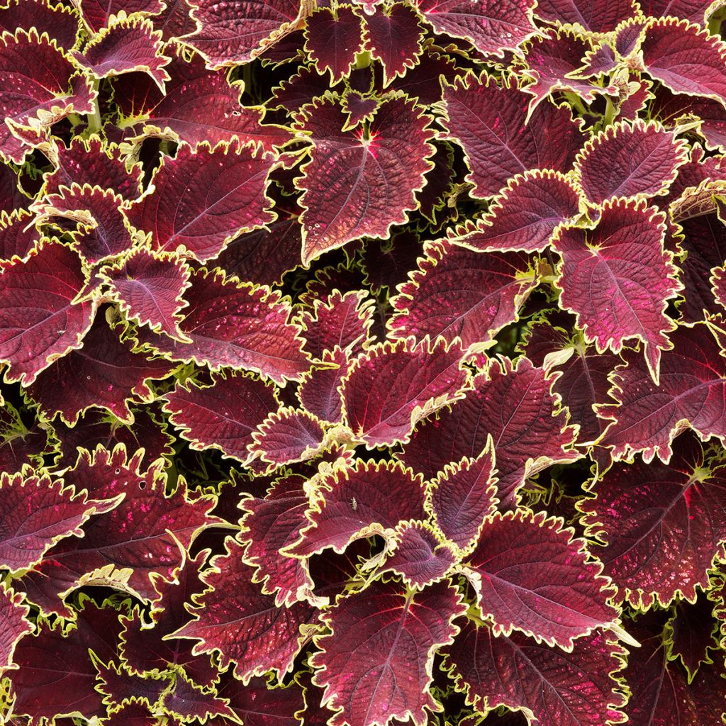 Coleus Vulcan - Siernetel