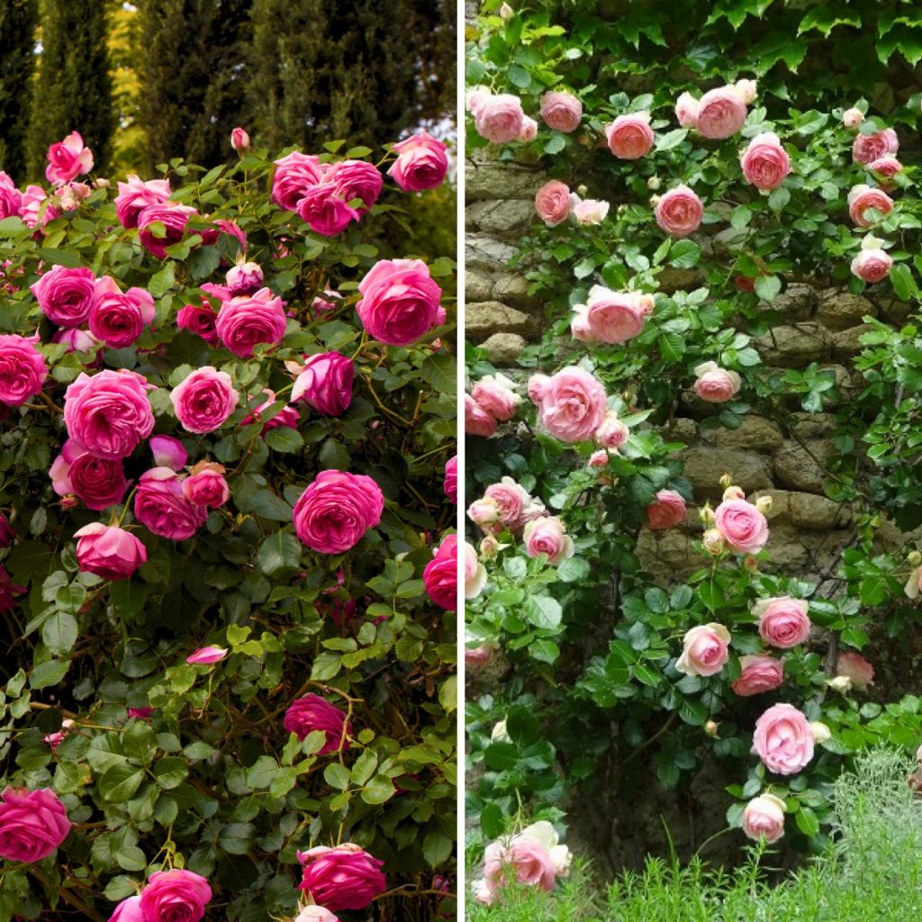 Collectie 2 Roze klimrozen