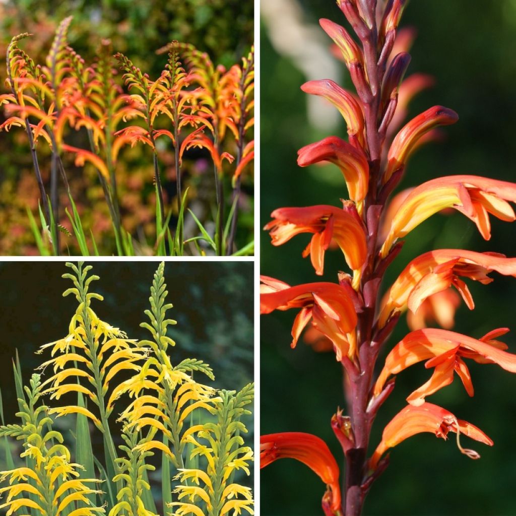 Collectie Chasmanthes