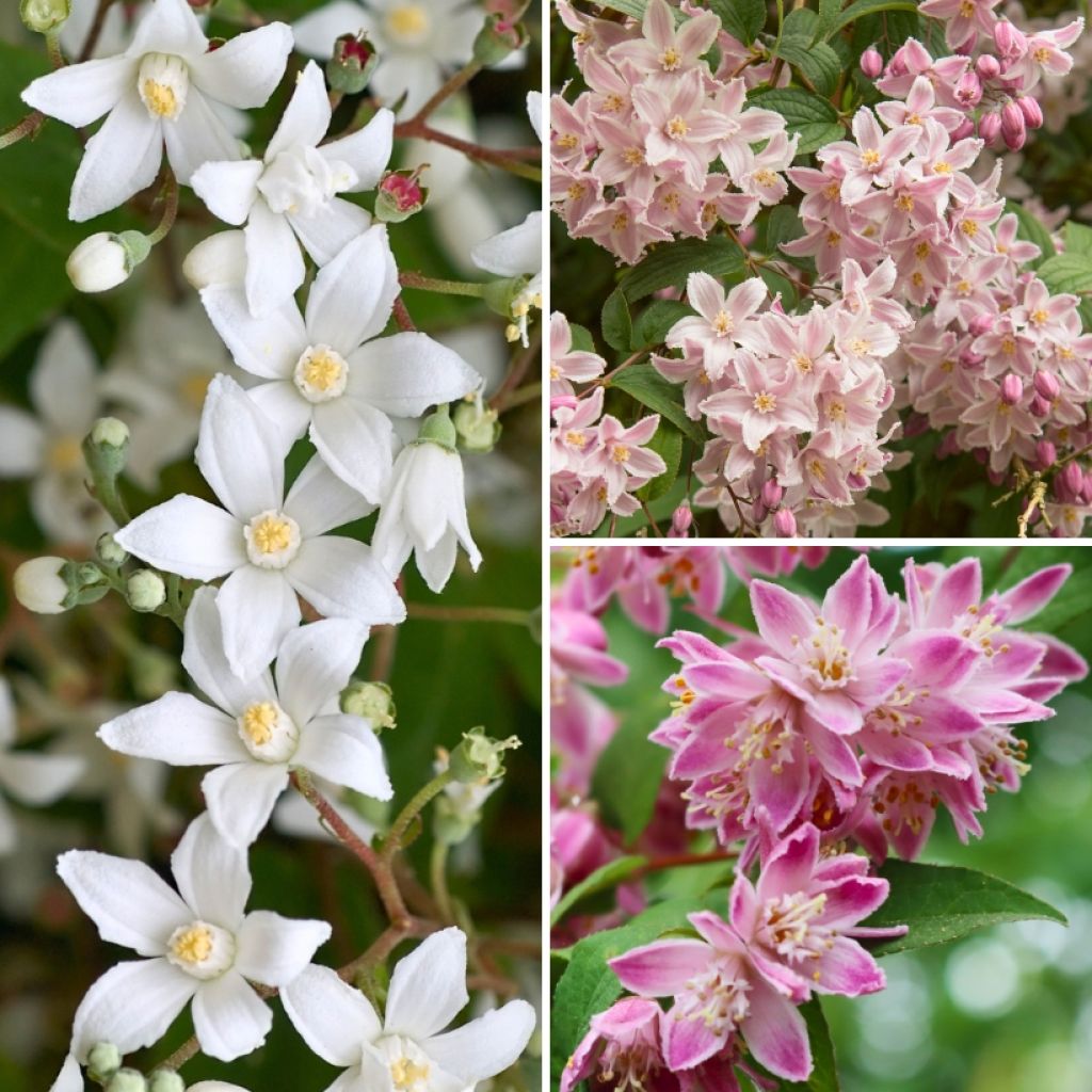 Collectie Deutzia's voor Bloemenborder