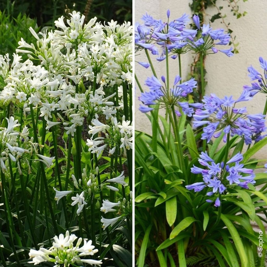Collectie Duo Agapanthus Pitchoune