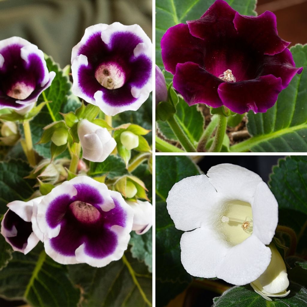 Collectie Gloxinia's in paars en wit