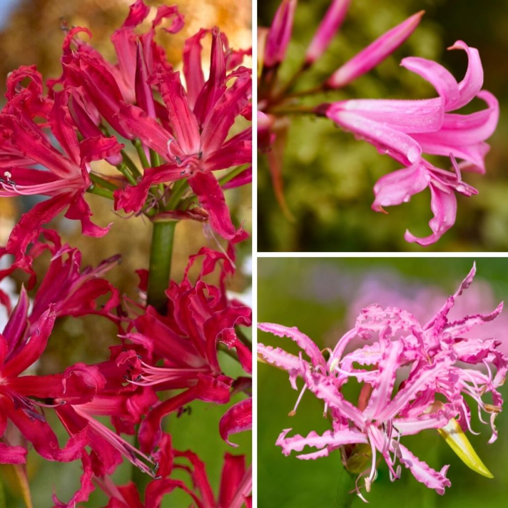 Collectie Nerines