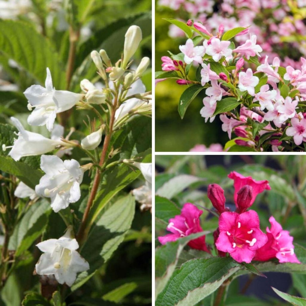 Collectie Weigela's voor hagen en borders