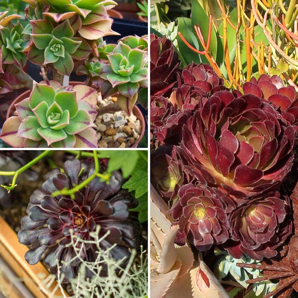 Collectie Aeoniums