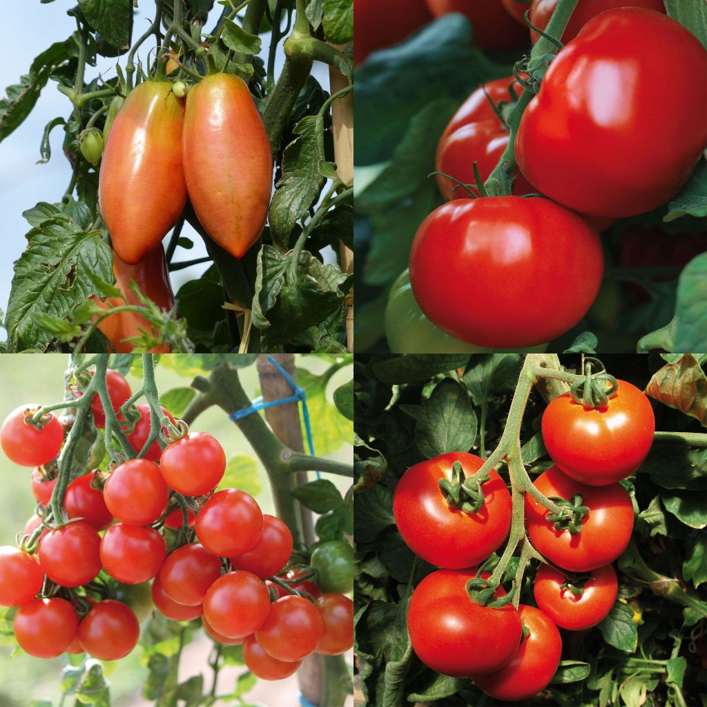 Collection de 4 tomates hybrides F1