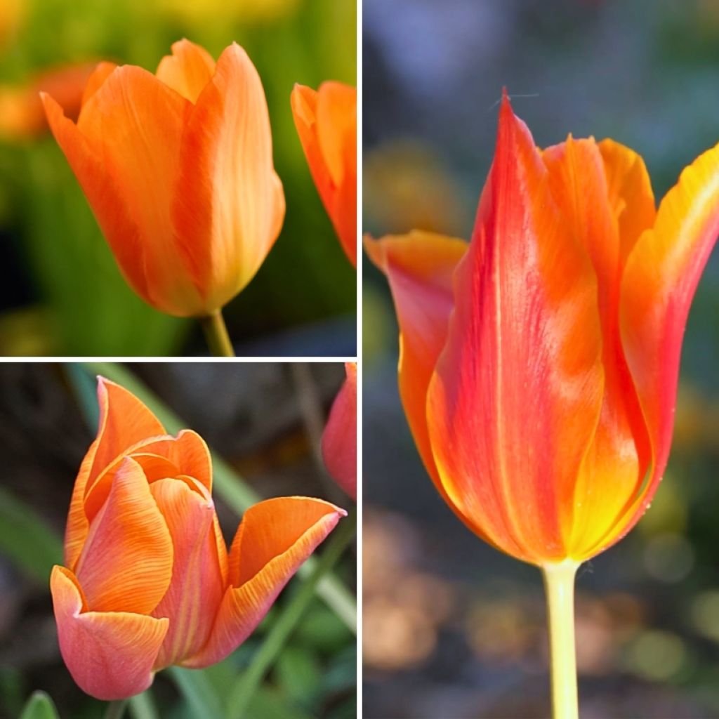 Collectie Twee maanden oranje tulpen