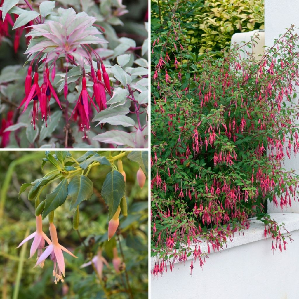 Collectie winterharde struikvormige fuchsia's