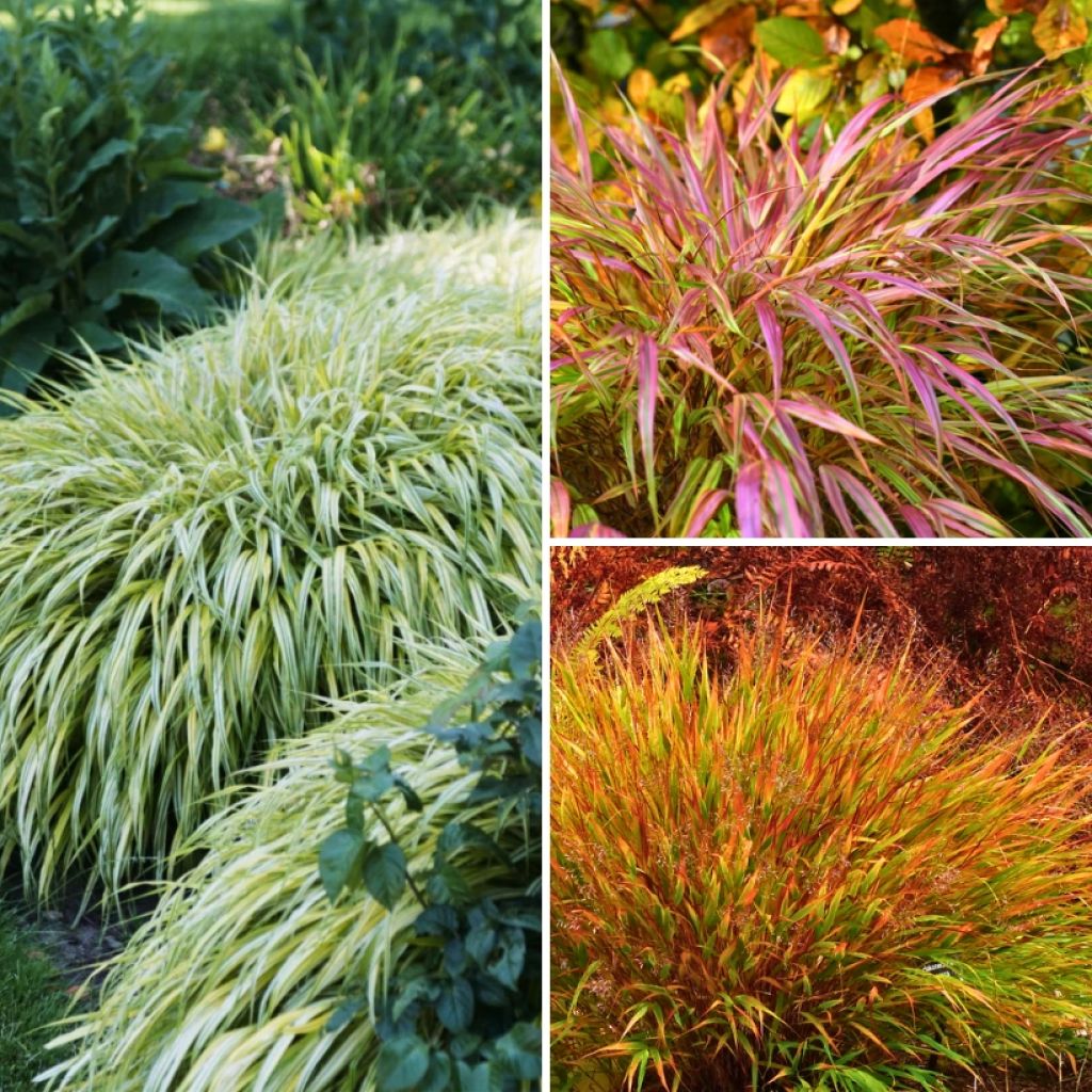 Collectie Hakonechloa's - Japanse Siergrassen