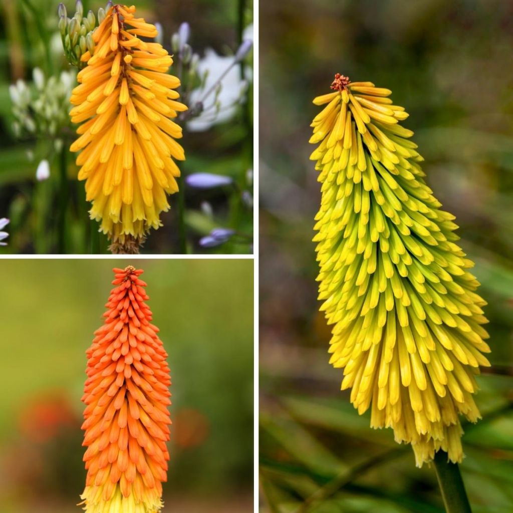 Collectie Kniphofias