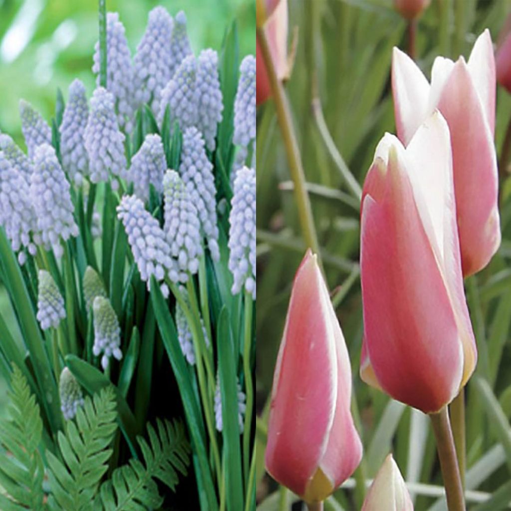 Collection naturaliste