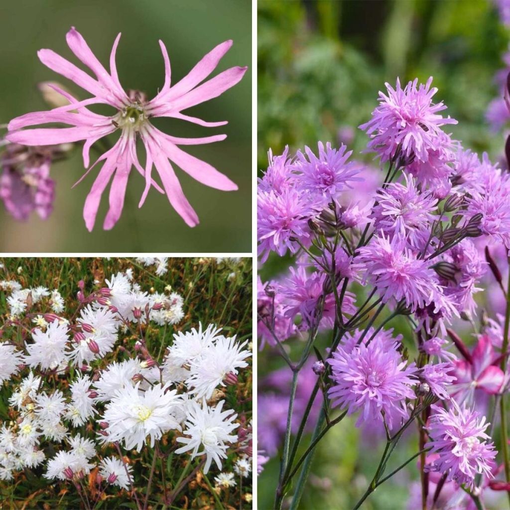 Collectie Weide-anjers