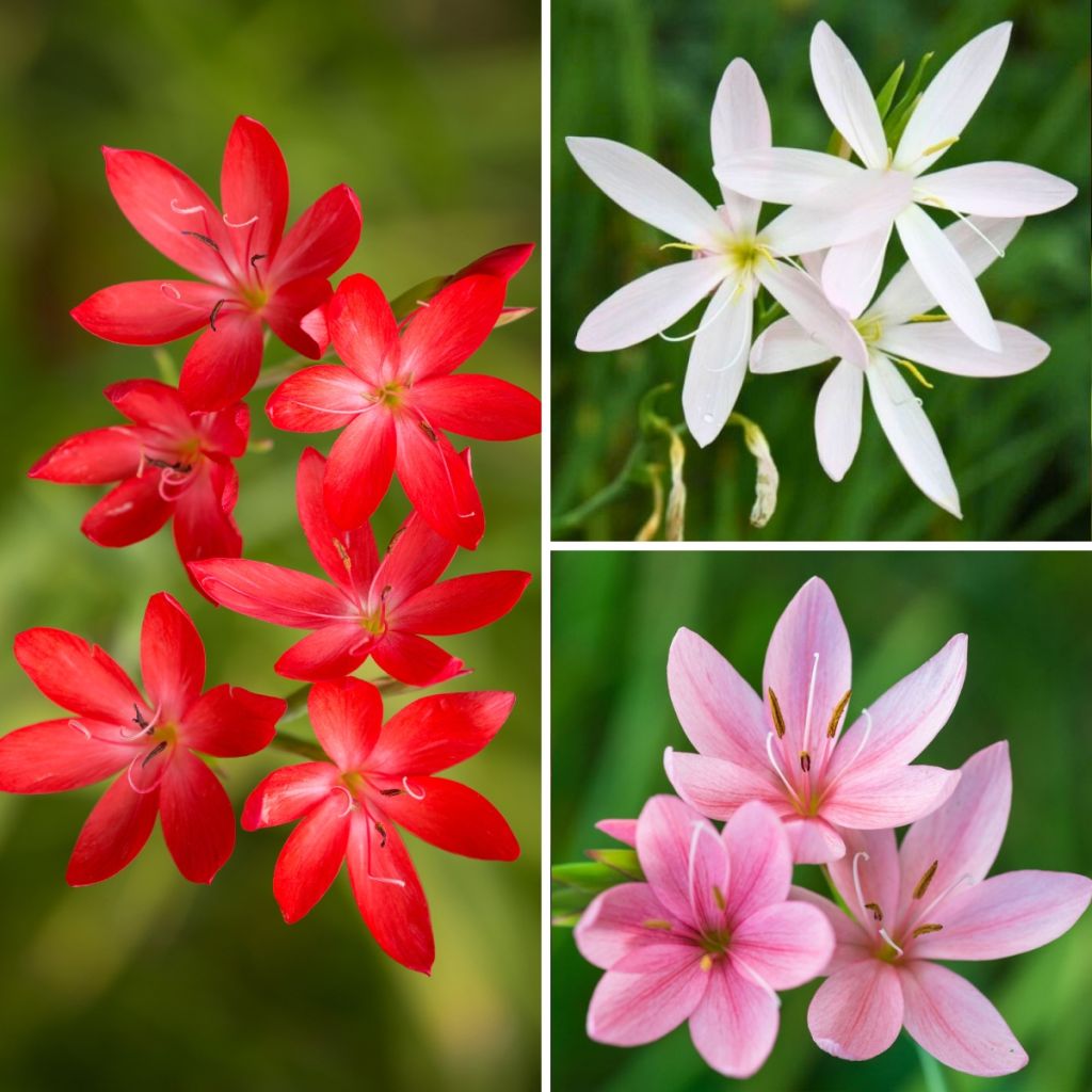 Collectie Schizostylis