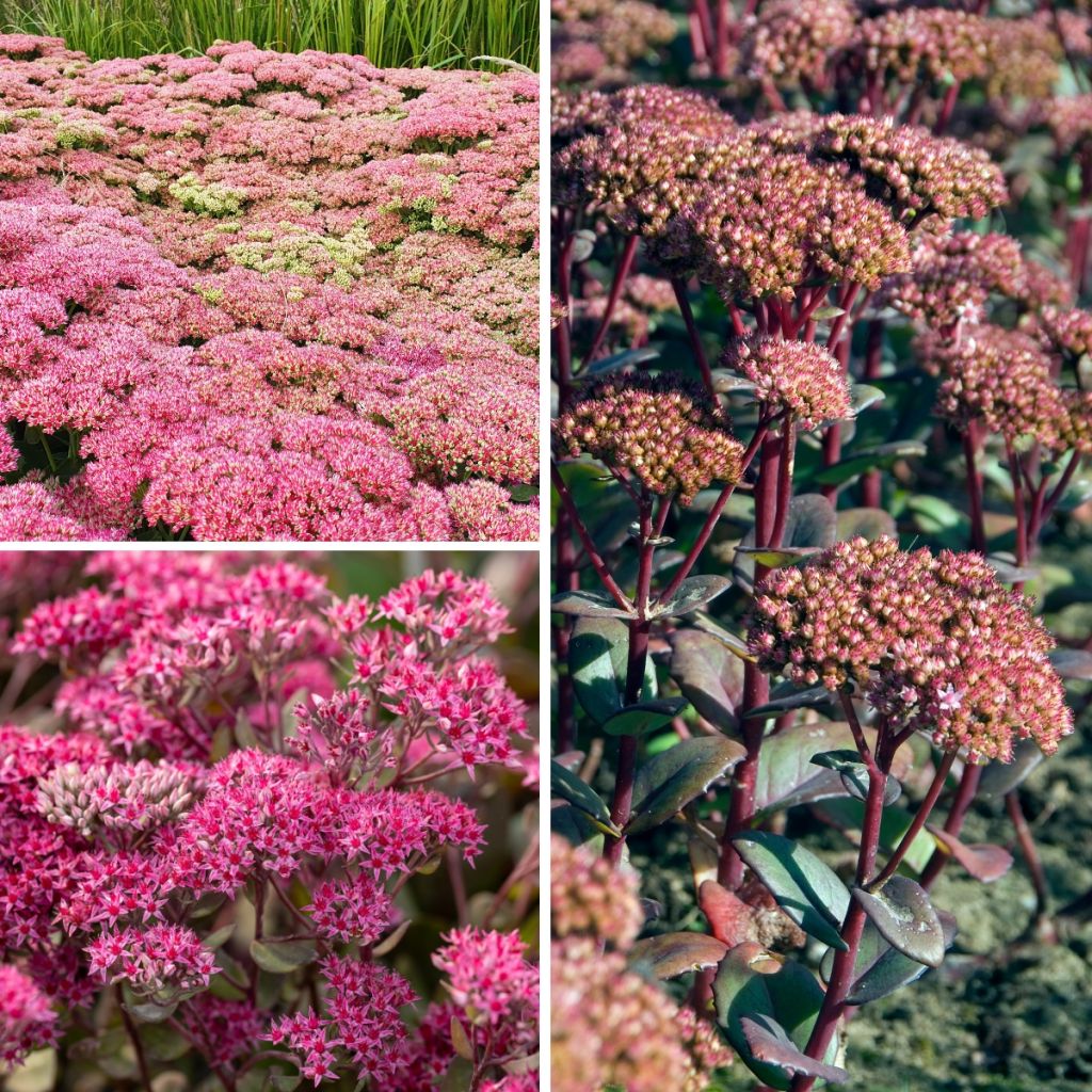 Collectie Sedums - Herfstsedums