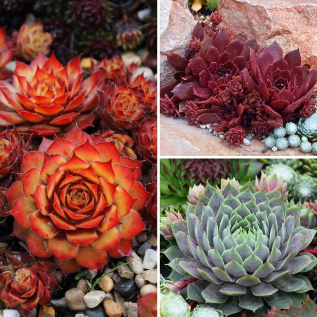 Collectie Sempervivums - Huislook
