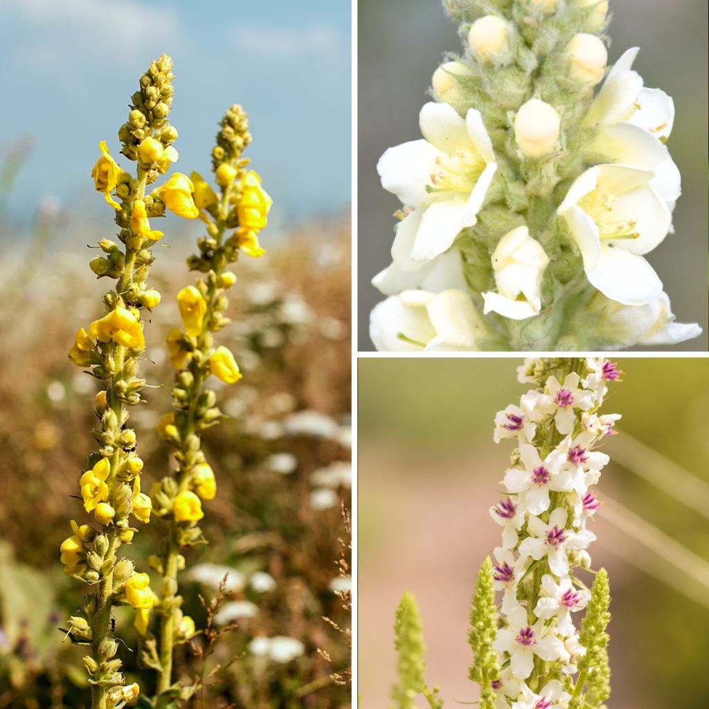 Collectie Wilde Verbascum - Toortsen