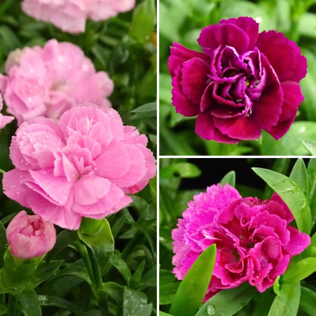 Collectie Geurende dubbelbloemige vaste anjers