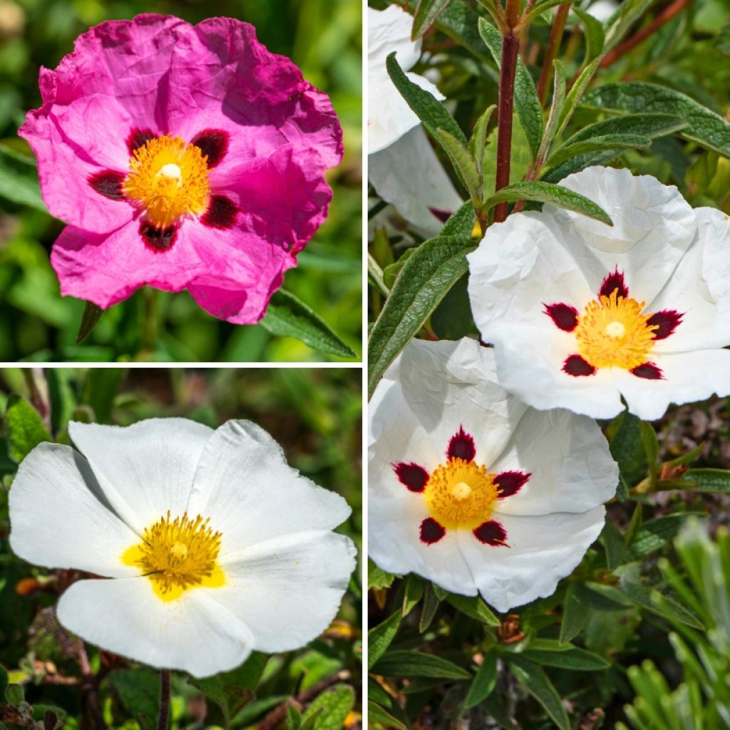 Collectie Cistus voor Mediterrane Borders