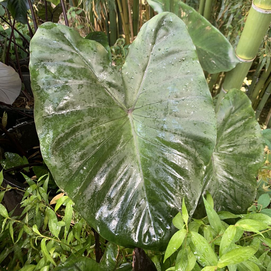 Colocasia esculenta Fontanesii - Olifantsoor