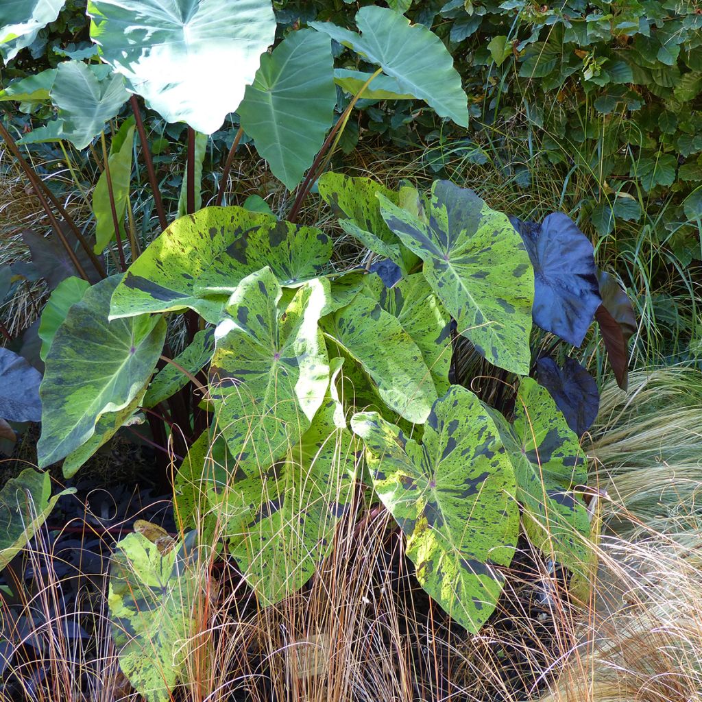 Colocasia esculenta Mojito - Olifantsoor