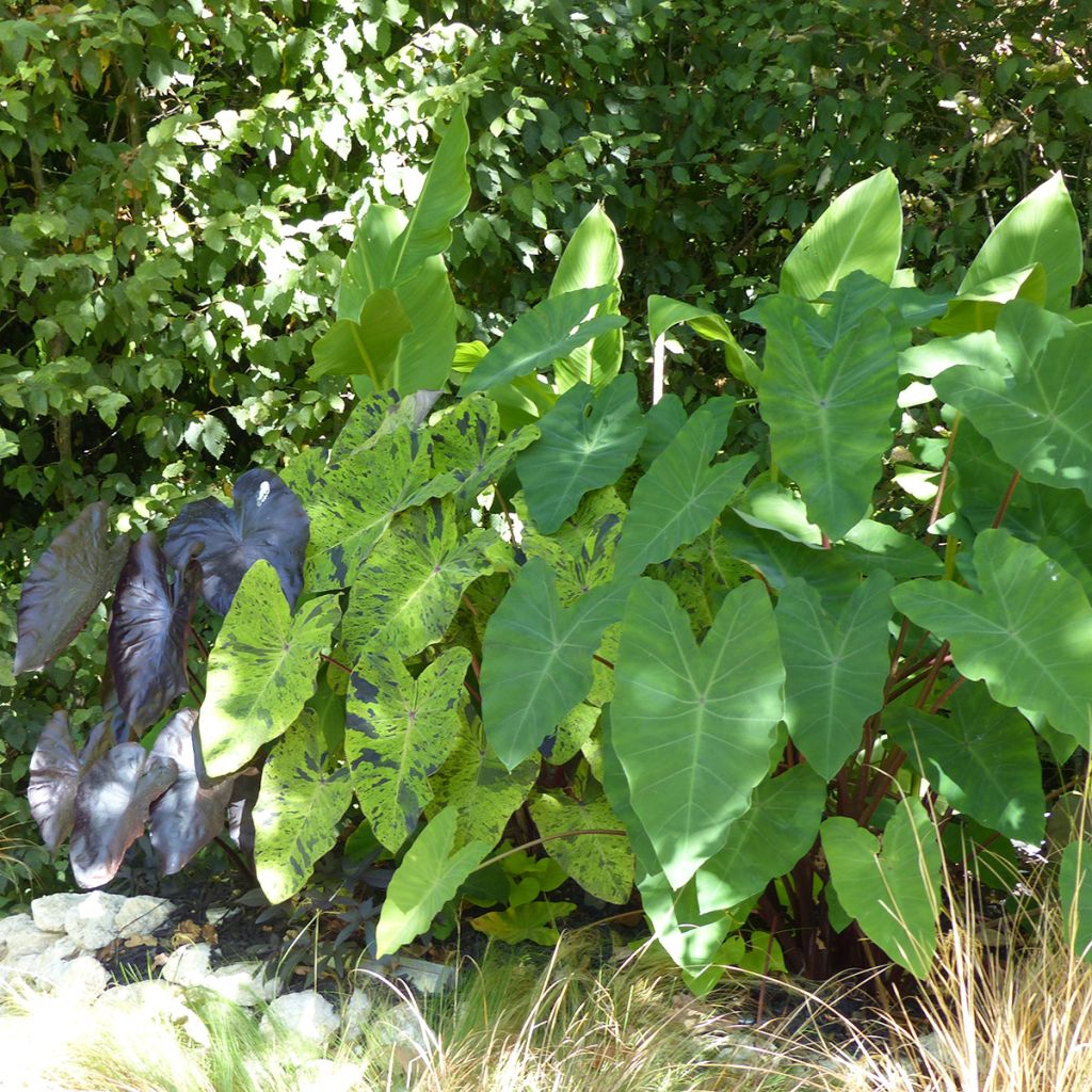 Colocasia esculenta Mojito - Olifantsoor
