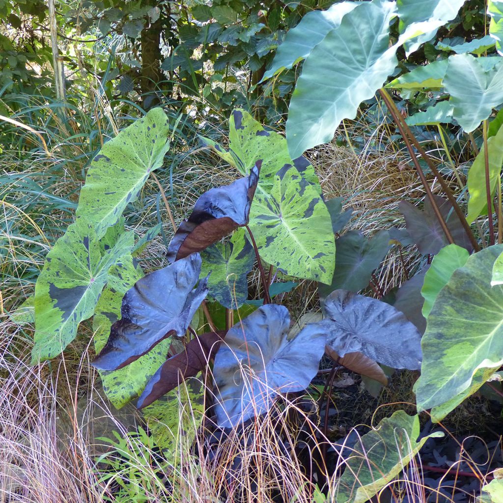 Colocasia esculenta Mojito - Olifantsoor