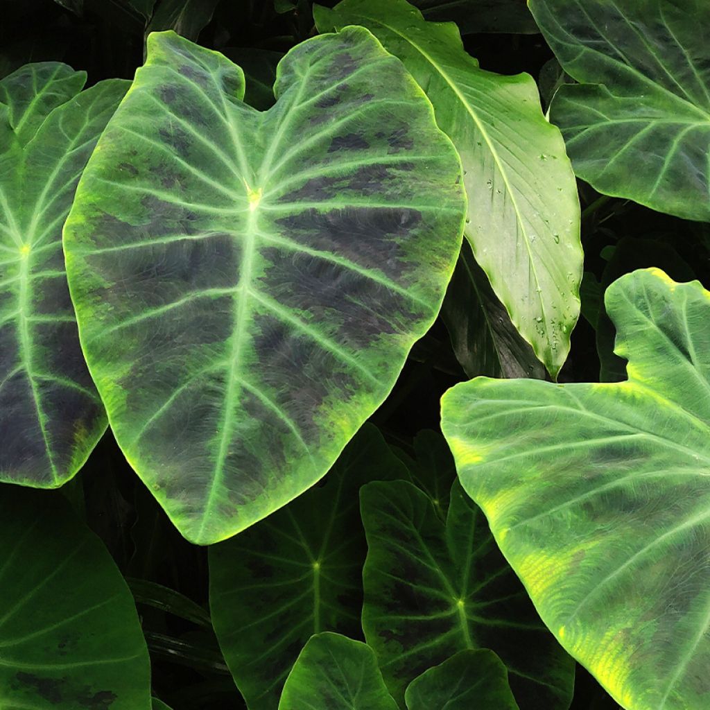 Colocasia esculenta Illustris - Olifantsoor