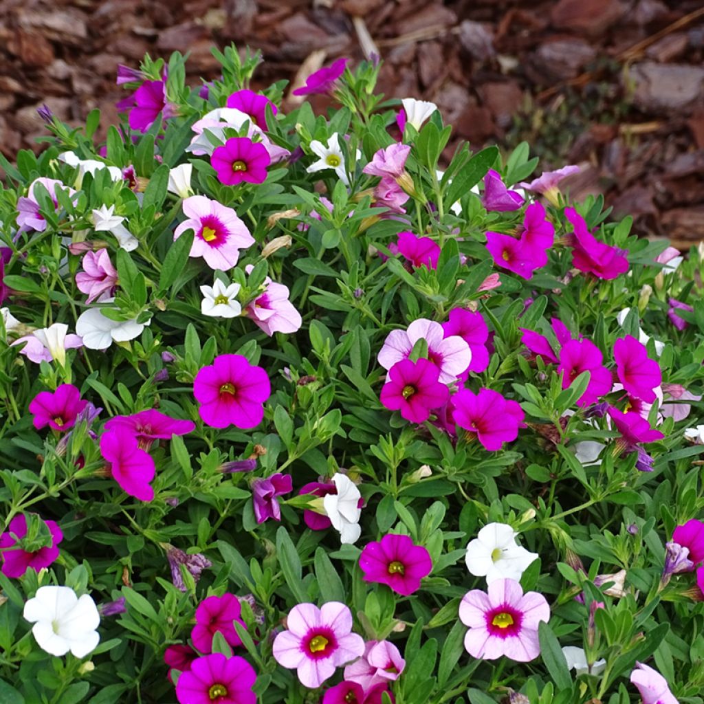 Mini petunia - Cabaret Pink Paradise Eyes