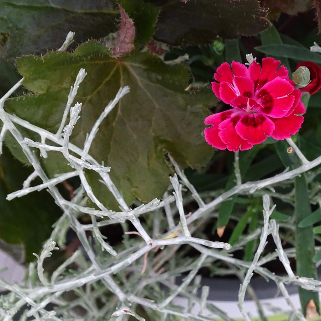 Samenstelling Morning Walk - Samenstelling van 3 planten