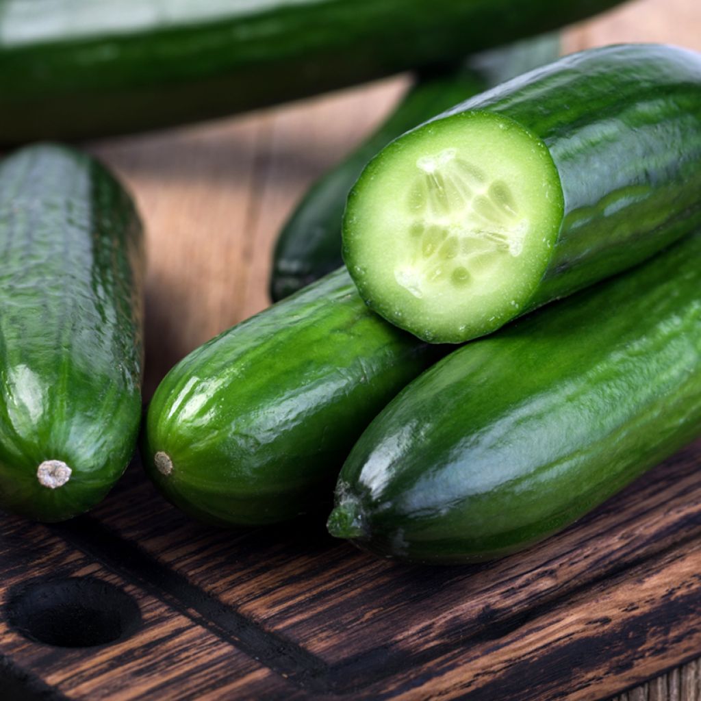 Komkommer Marketmore 76 BIO - Vilmorin