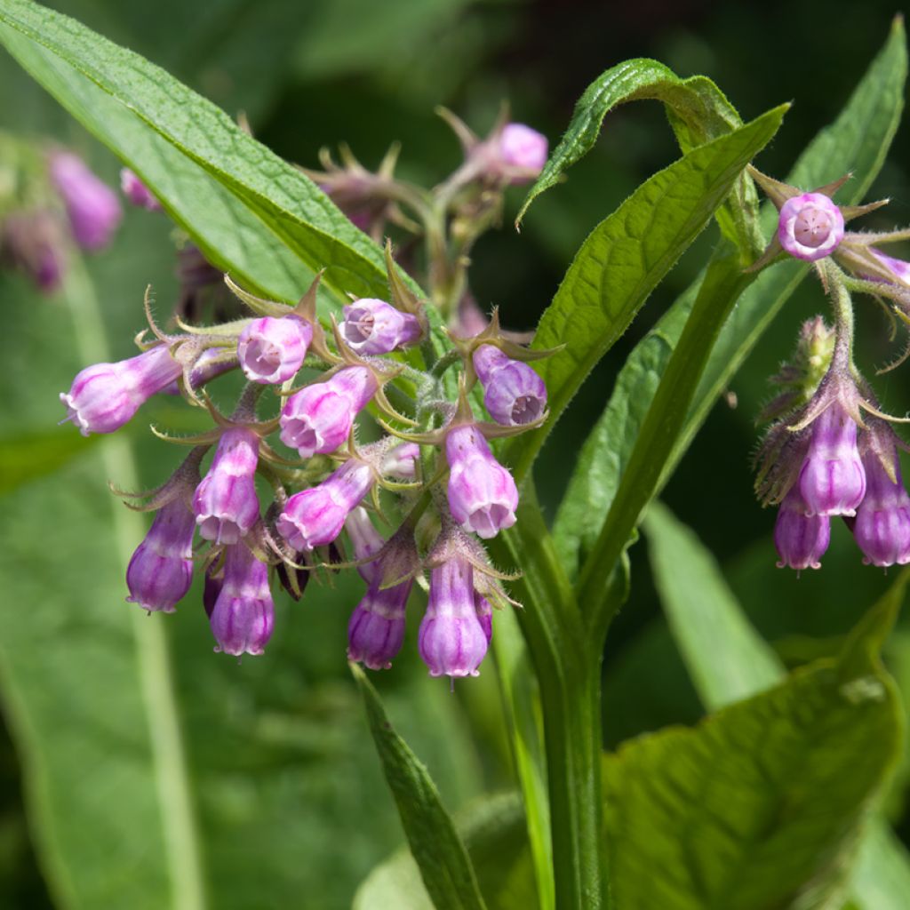Gewone smeerwortel - Symphytum officinale
