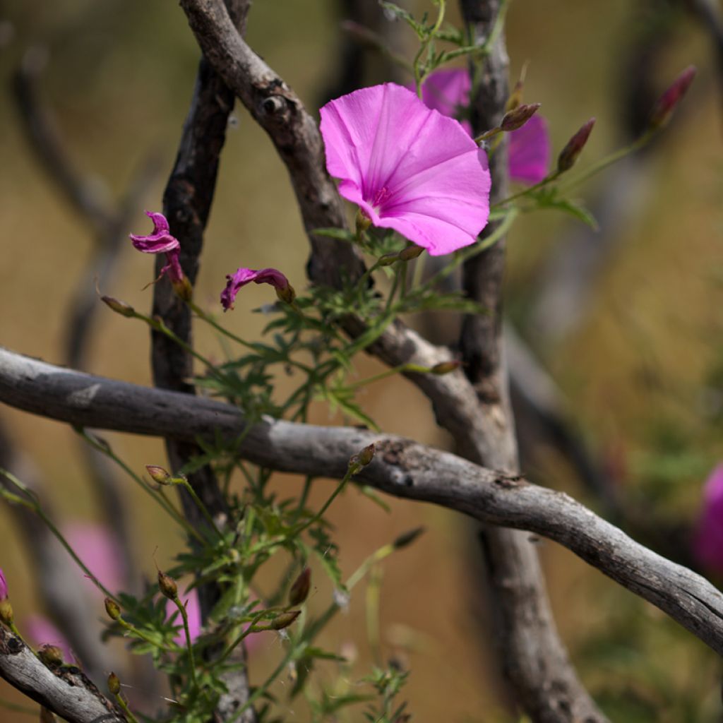 Convolvulus althaeoides - Mediterrane winde