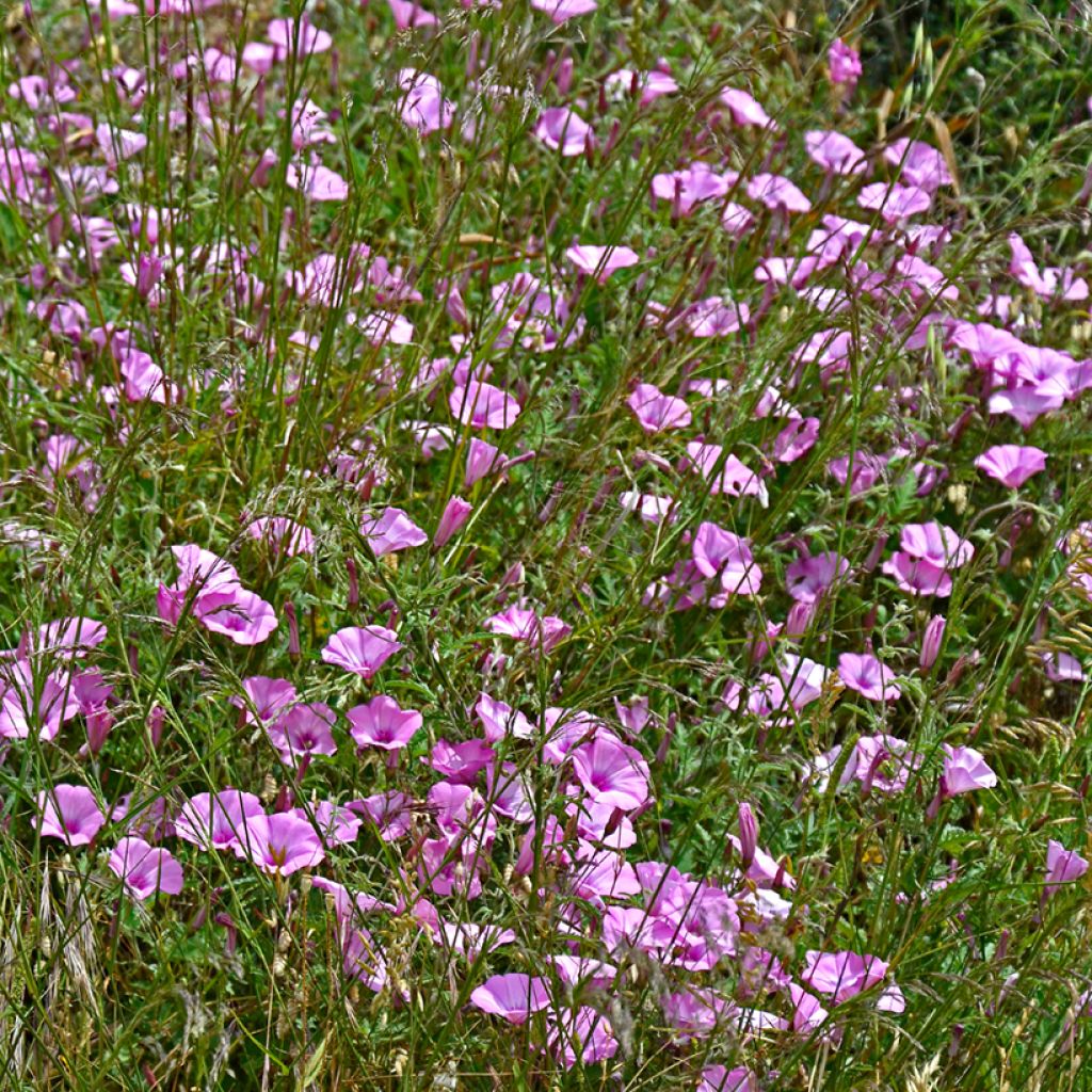 Convolvulus althaeoides - Mediterrane winde