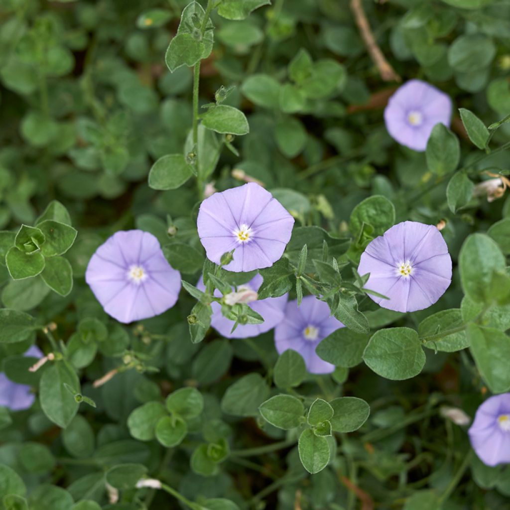 Convolvulus sabatius - Winde