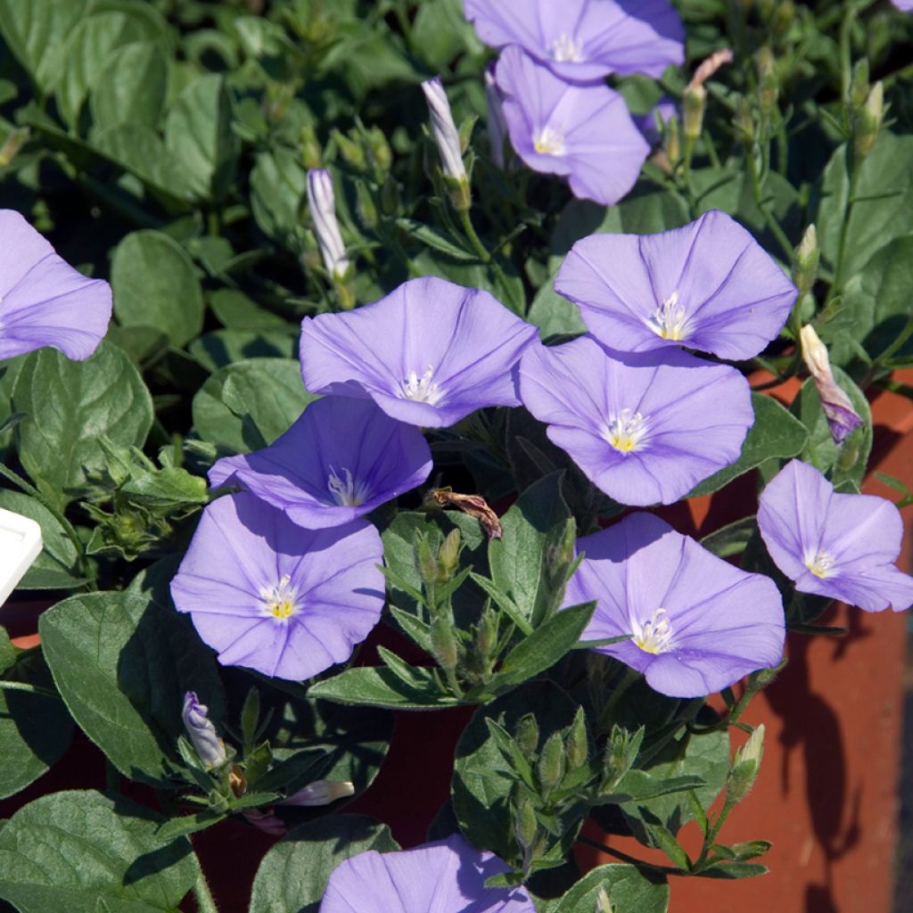 Convolvulus sabatius - Winde