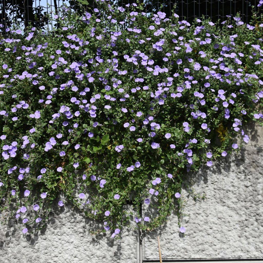 Convolvulus sabatius - Winde