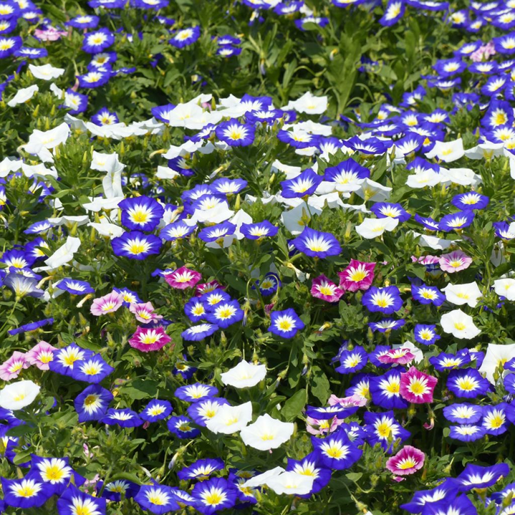 Dagschone Royal Ensign (zaad)