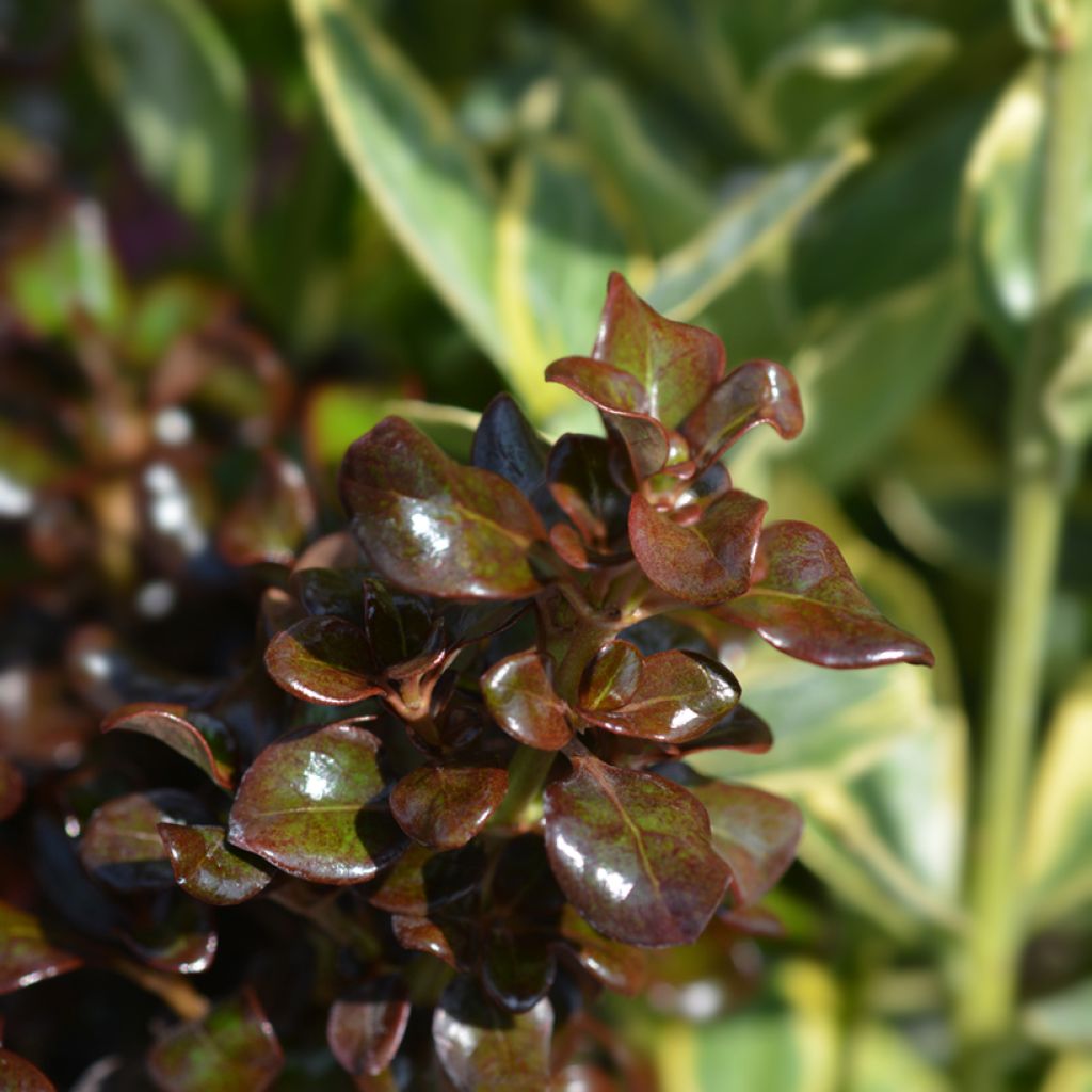 Coprosma Chocolate Soldier - Spiegelplant
