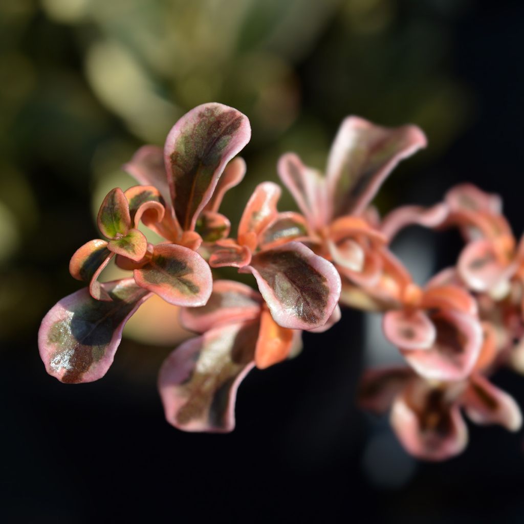 Coprosma Evening Glow - Spiegelplant