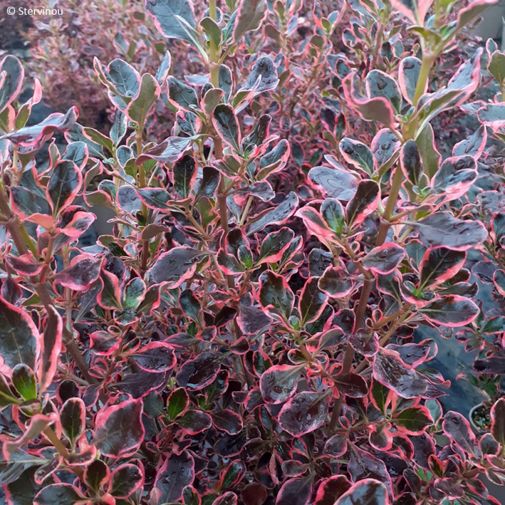 Coprosma repens Eclipse - Spiegelplant