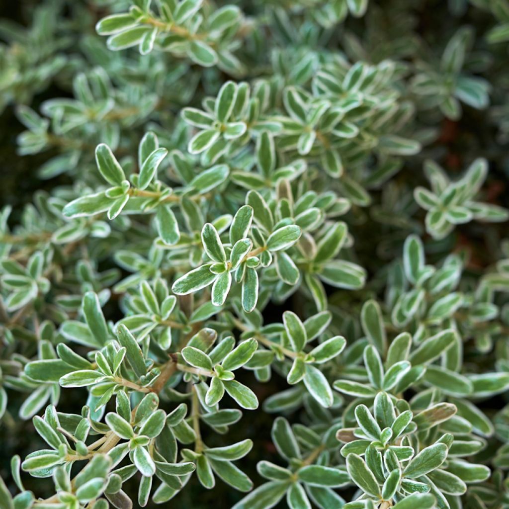 Coprosma Variegata - Spiegelplant