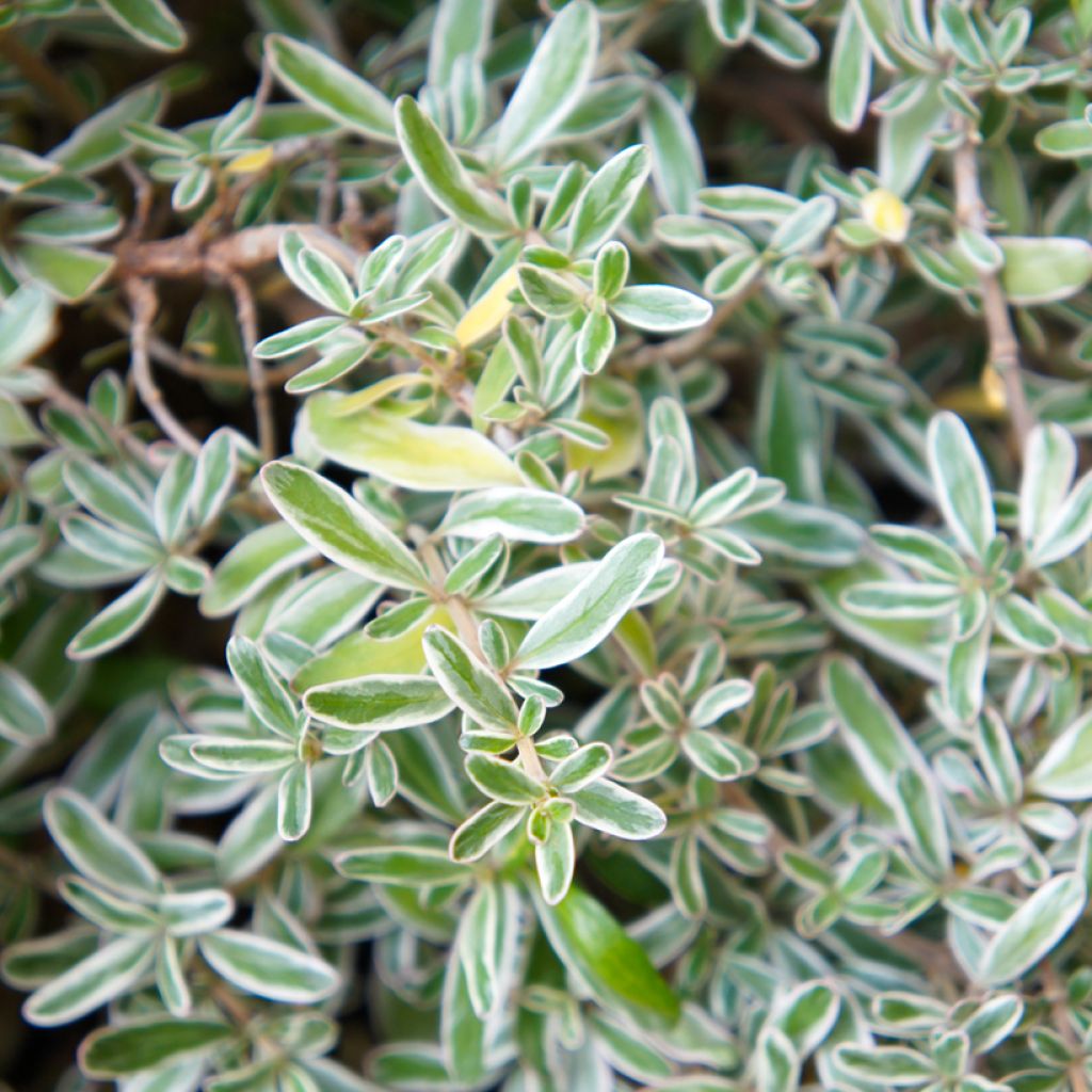 Coprosma Variegata - Spiegelplant