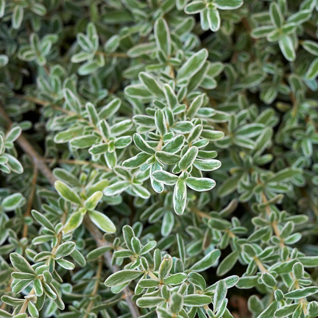 Coprosma Variegata - Spiegelplant