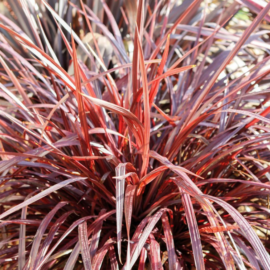 Cordyline australis Design a Line Burgundy - Koolpalm