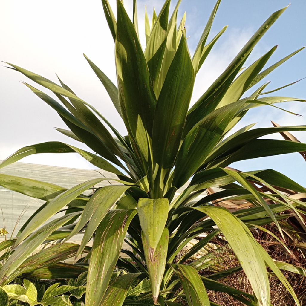 Cordyline australis Emerald Star Artic Jungle - Koolpalm