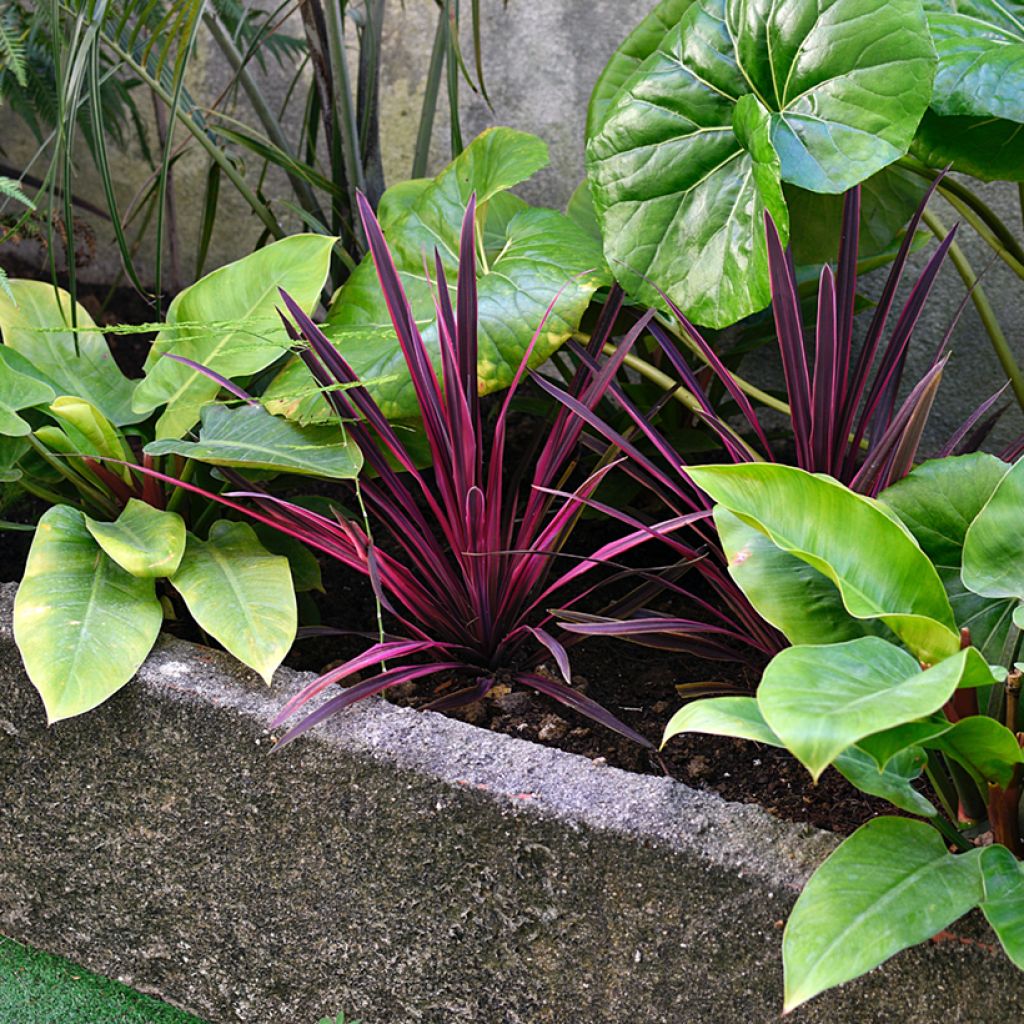 Cordyline australis Pink Passion - Koolpalm