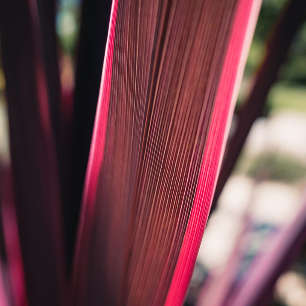 Cordyline australis Pink Passion - Koolpalm