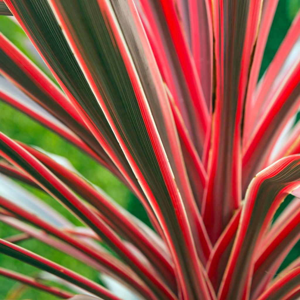 Cordyline australis Pink Passion - Koolpalm