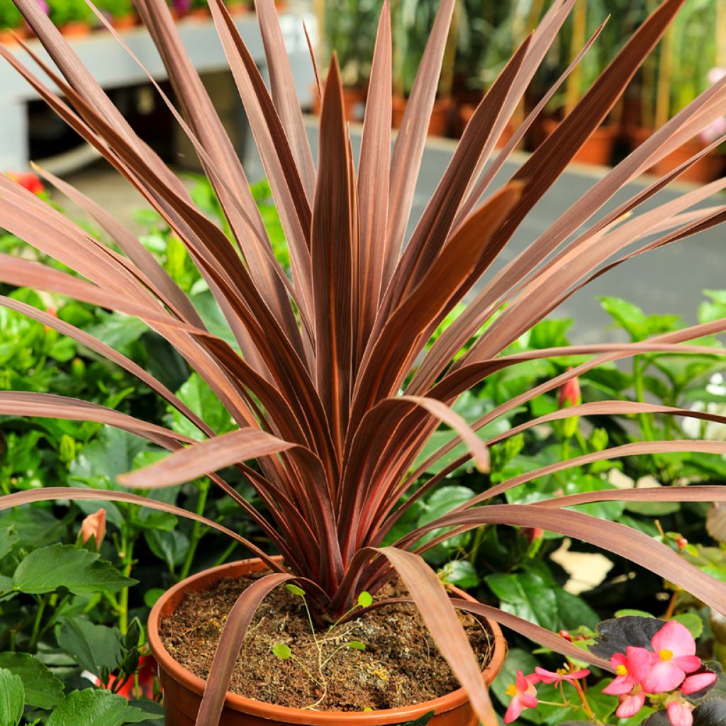 Cordyline australis Purpurea - Koolpalm